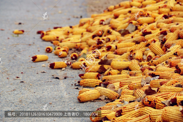 玉米堆