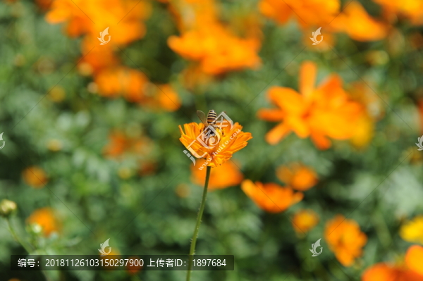 蜜蜂