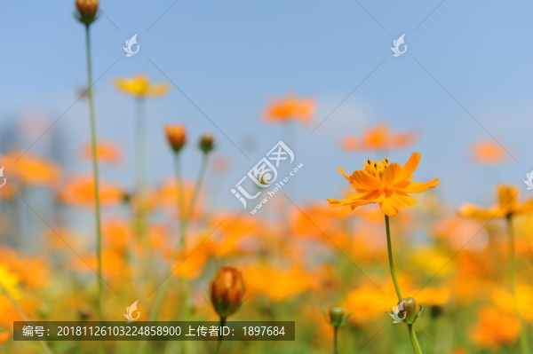 花田