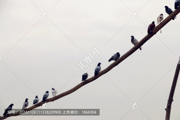 休息的鴿子