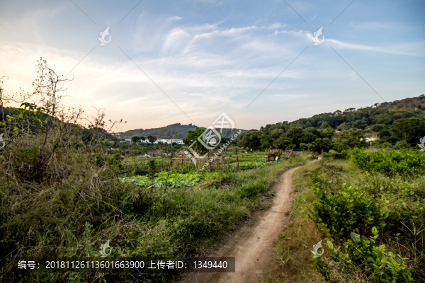 農村田地
