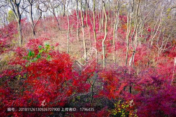 南京棲霞山紅葉