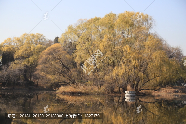 秋天的樹木