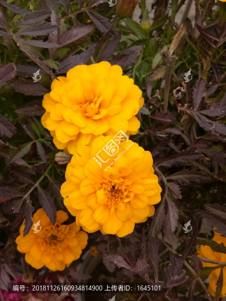 小雛菊