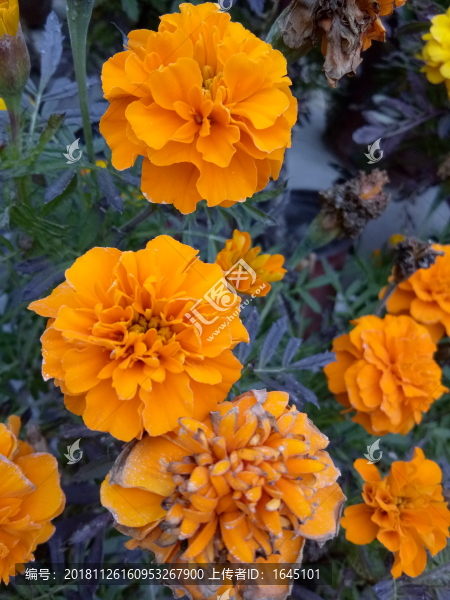 I小雛菊