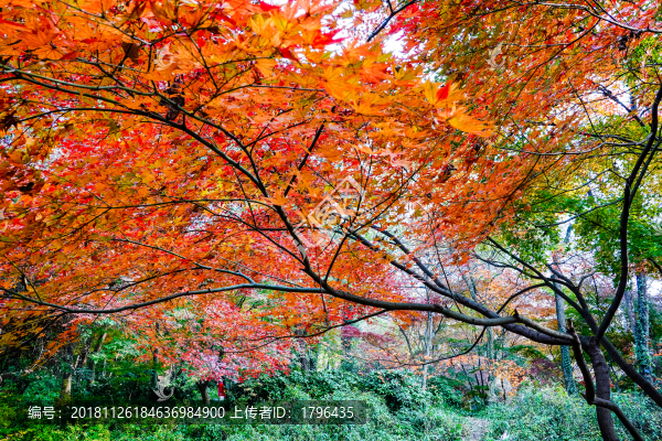 楓葉紅葉