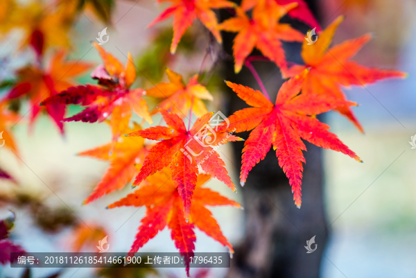 楓葉紅葉