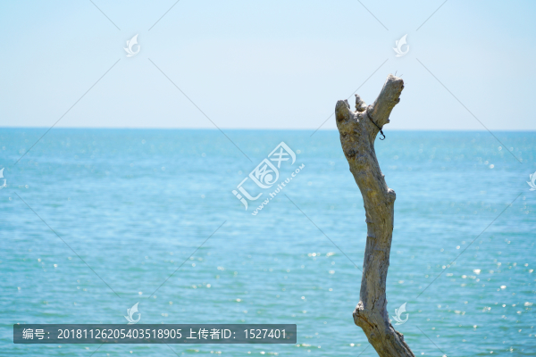 大海的味道