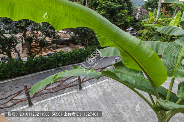 芭蕉葉