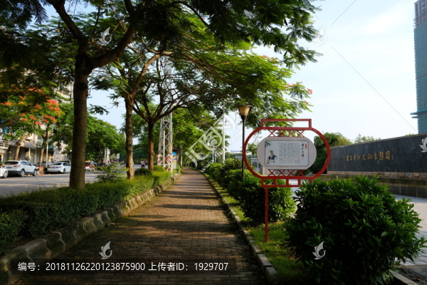路邊樹木