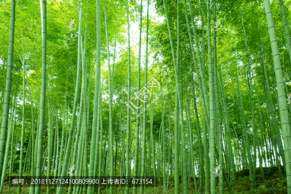 竹林
