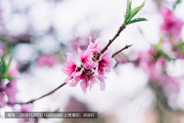 桃花