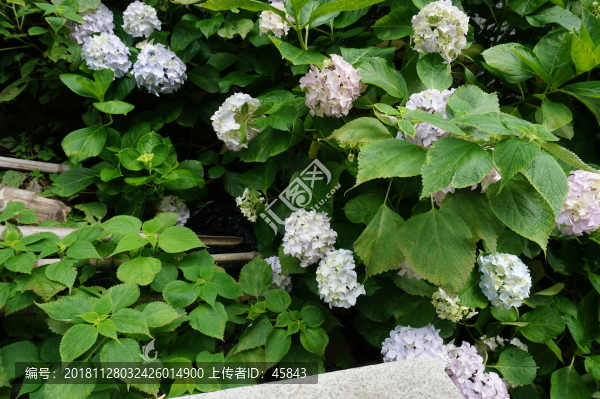 繡球花
