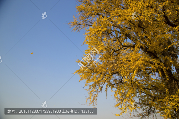銀杏樹枝葉