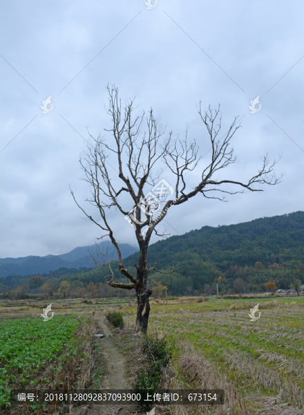 枯樹