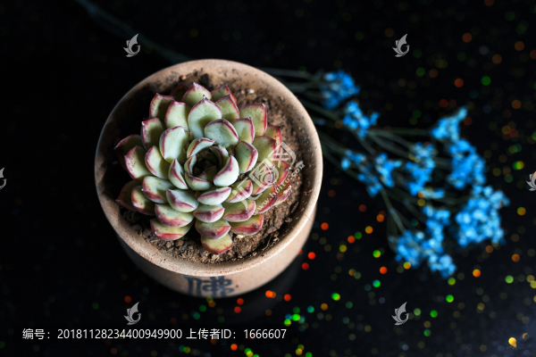 多肉盆景