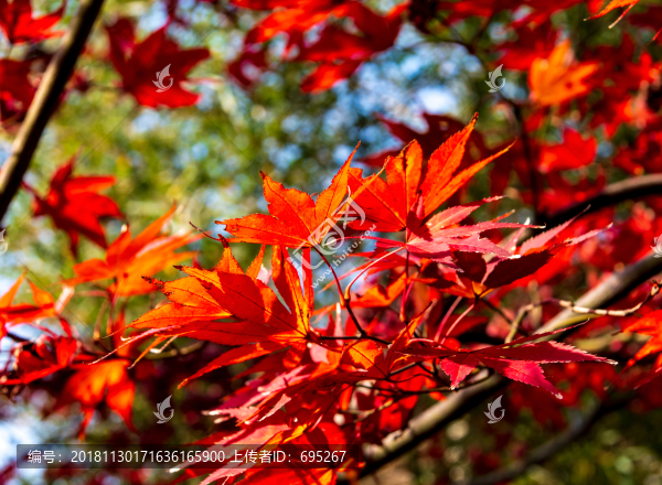 紅葉