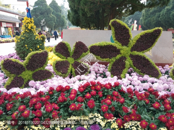 公園菊花展
