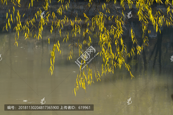 柳樹