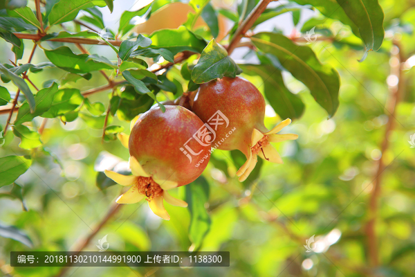 紅石榴
