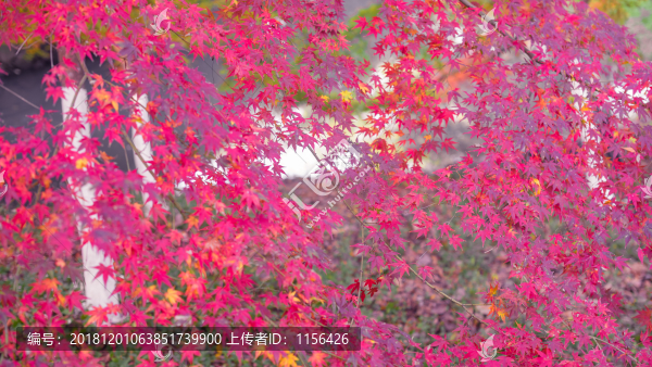 紅楓葉