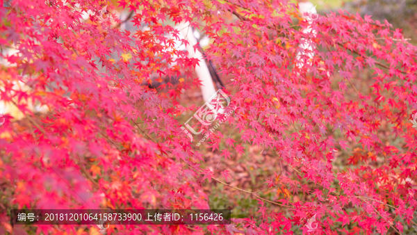 紅楓葉