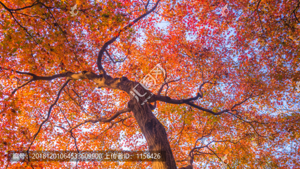 紅楓葉