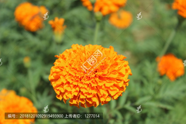 山野欖菊孔雀草花