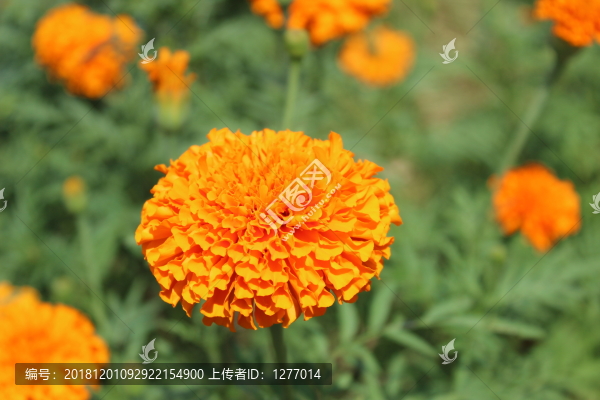 山野欖菊孔雀草花