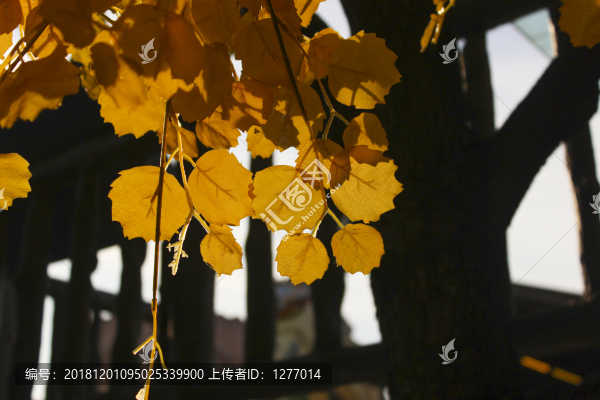 銀杏