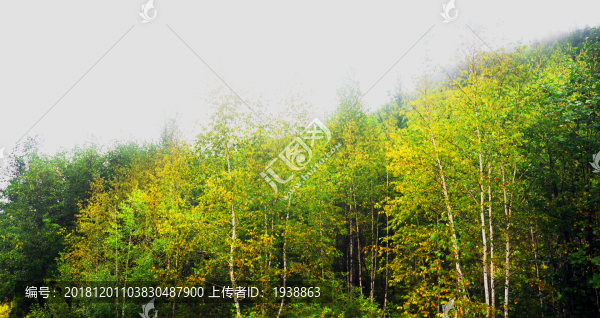 白樺林