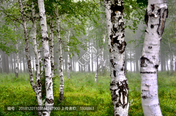 白樺林