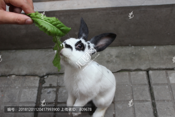 熊貓兔吃草