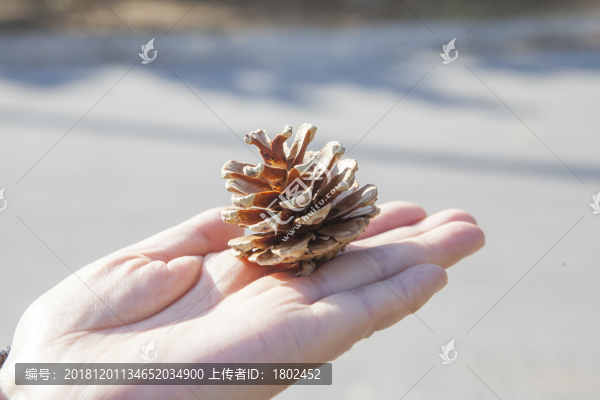松塔
