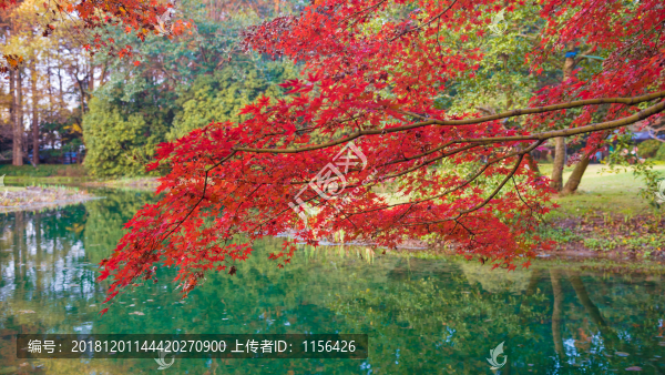 紅楓葉