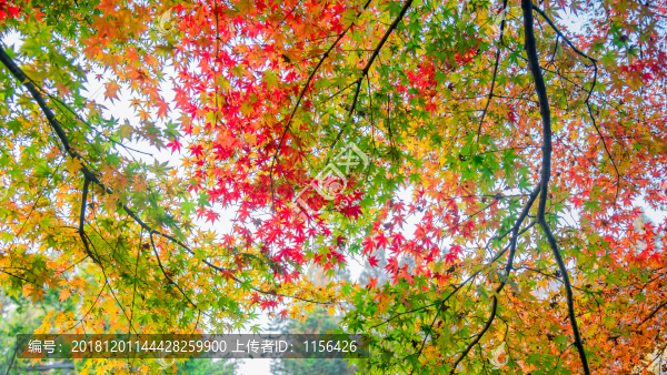 紅楓葉