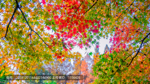 紅楓葉