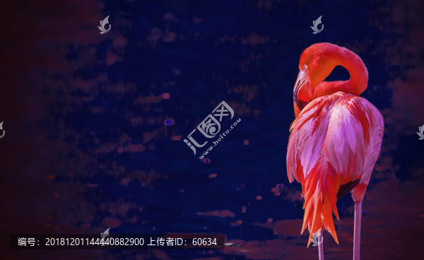 火烈鳥