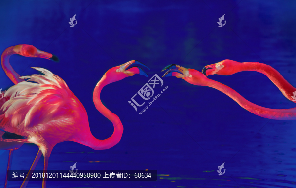 火烈鳥