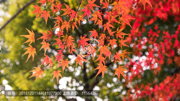 紅楓葉