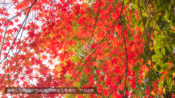 紅楓葉