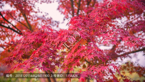 紅楓葉