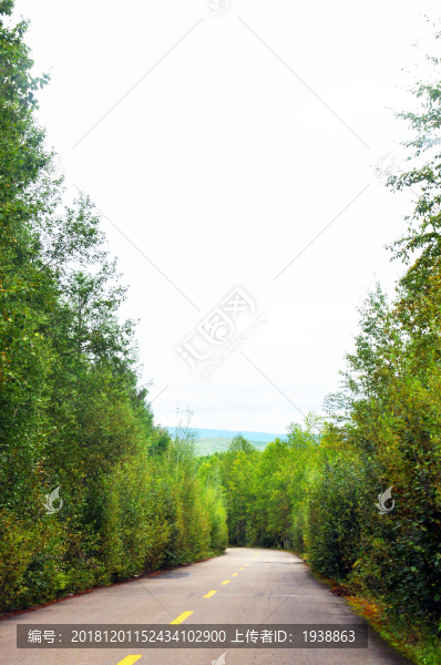 森林公路
