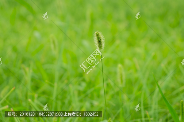 狗尾草特寫