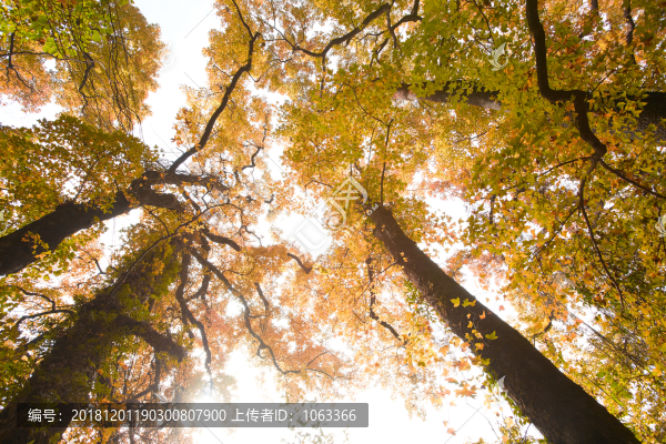 大會(huì)嶺紅楓古道