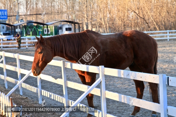 馬