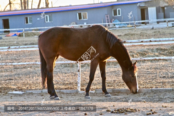 馬