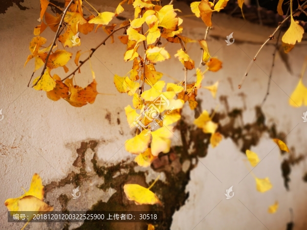 師法自然