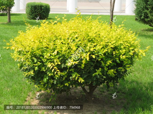 園林綠化植物