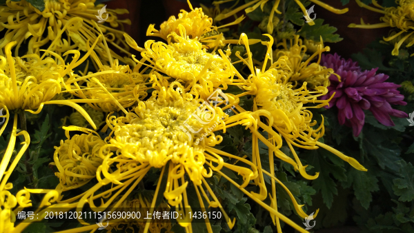 秋菊